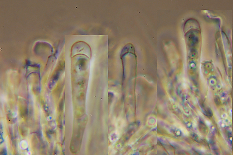 Miniera di Gambatesa 39